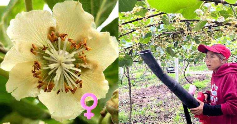 （長文）How To Pollinate Kiwi Plants: Effective Methods And Troubleshooting Tips  如何獼猴桃授粉：多種方法和故障排除技巧